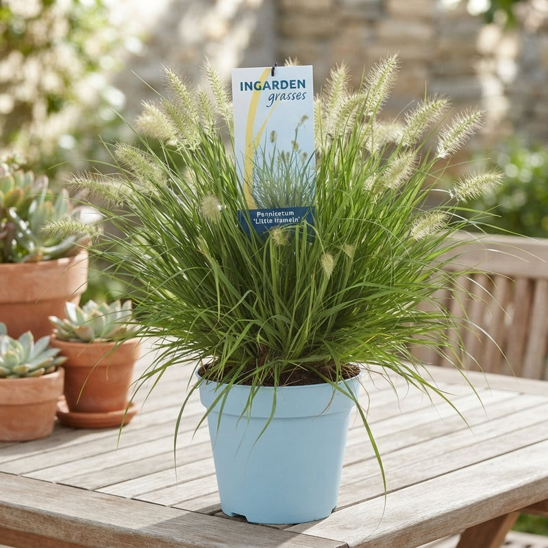 Pennisetum ‘Little Hameln’ Ornamental Grass – 23cm Pot