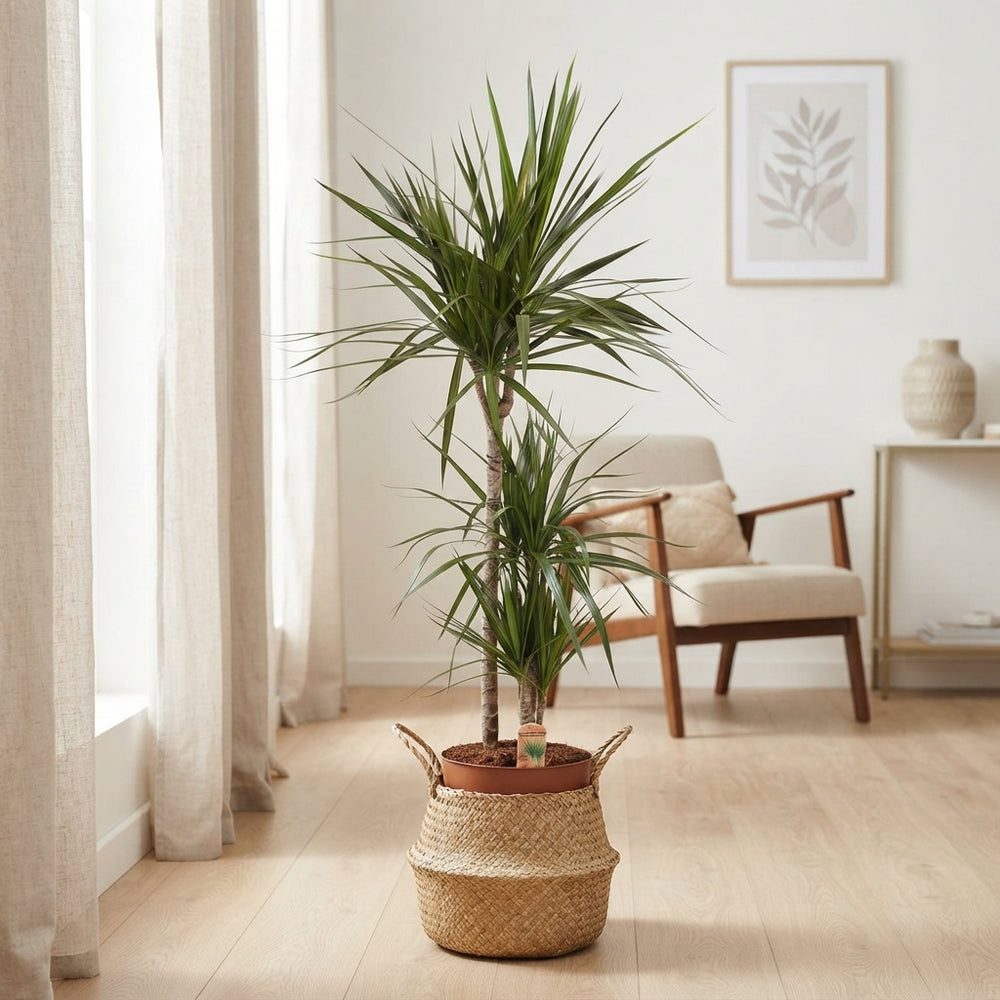 Dragon Tree (Dracaena marginata) – 24cm Pot, 110cm
