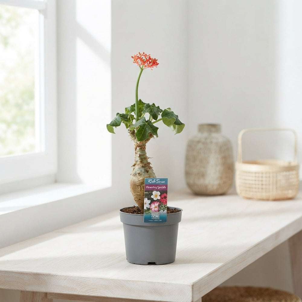 Jatropha Flowering Houseplant – 13cm Pot