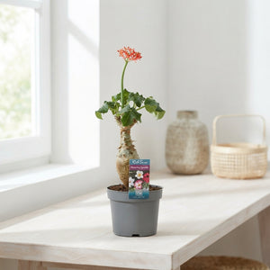 Jatropha Flowering Houseplant – 13cm Pot