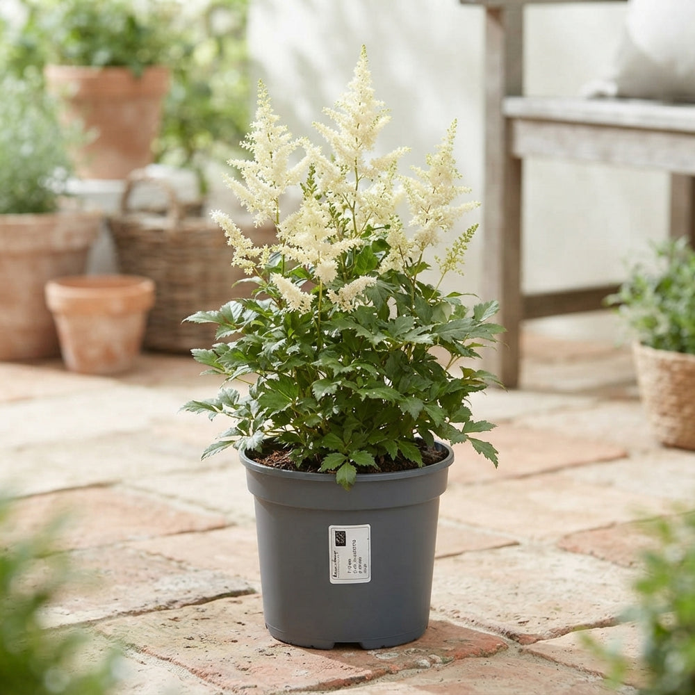 Astilbe Garden Plant – 17cm Pot, Approx. 36cm High