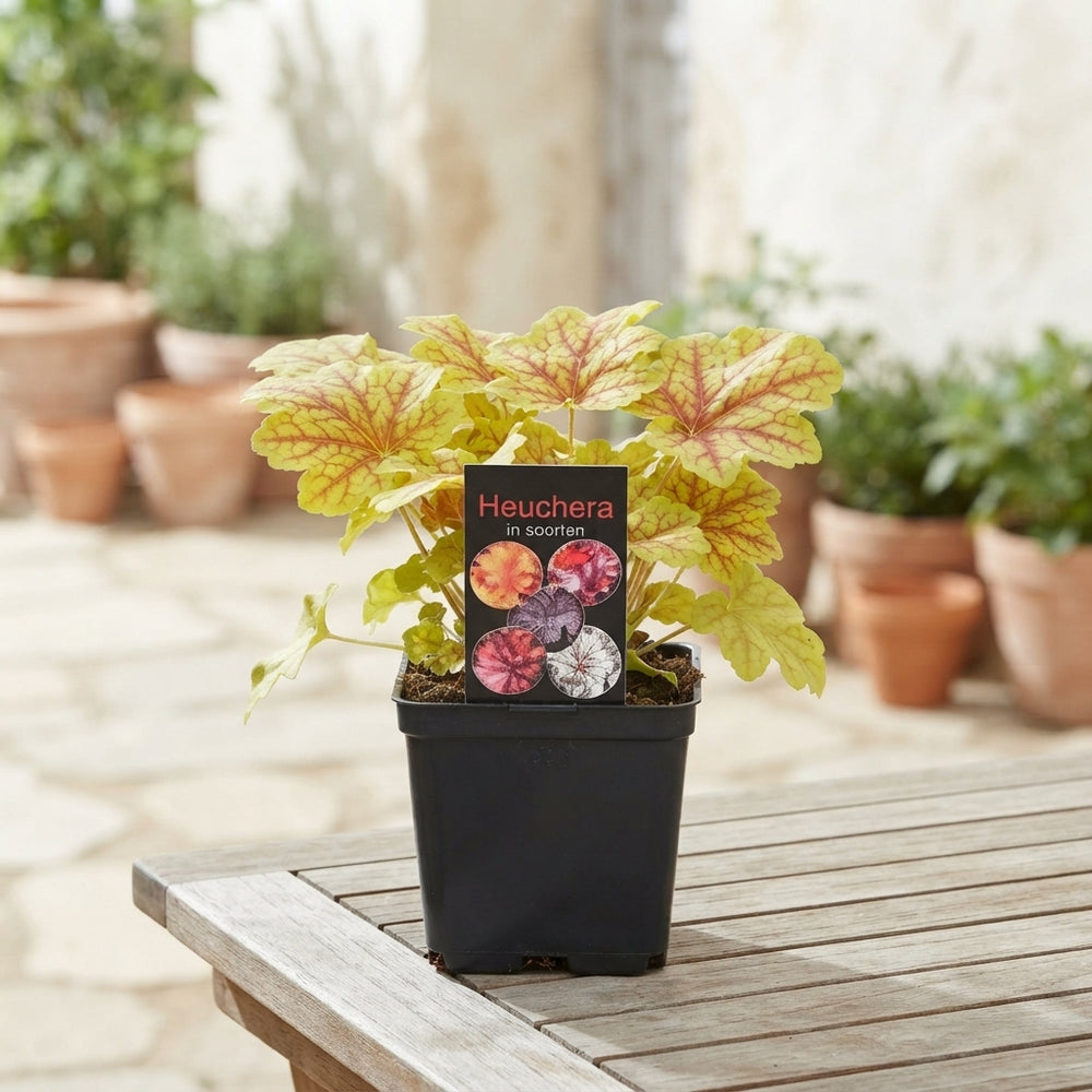 Heuchera Coral Bells – 15cm Pot, Approx. 30cm