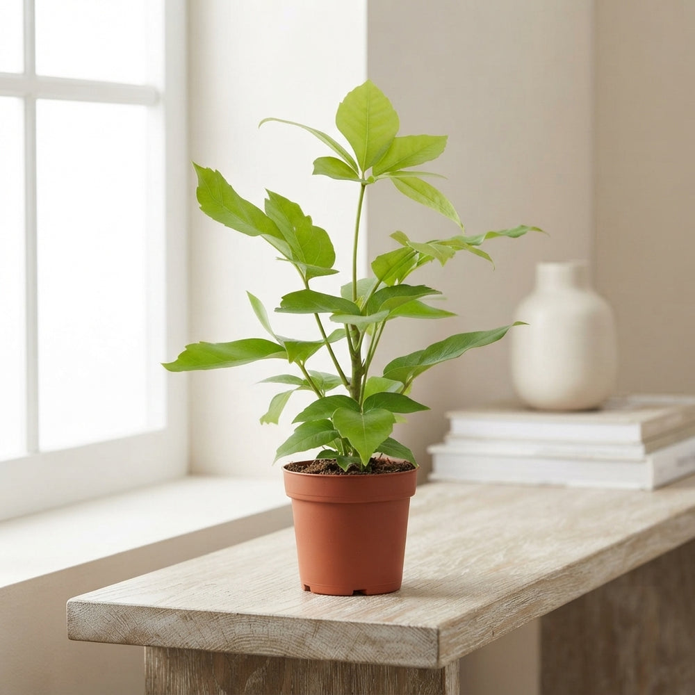 Dwarf Umbrella Tree (Schefflera) – 12cm Pot