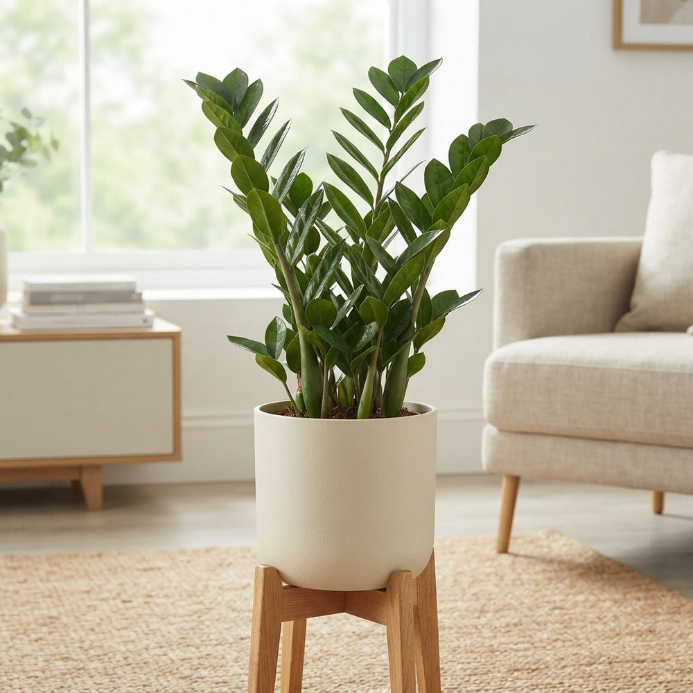 ZZ Plant (Zamioculcas zamiifolia) – 19cm Pot