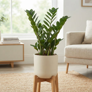 ZZ Plant (Zamioculcas zamiifolia) – 19cm Pot