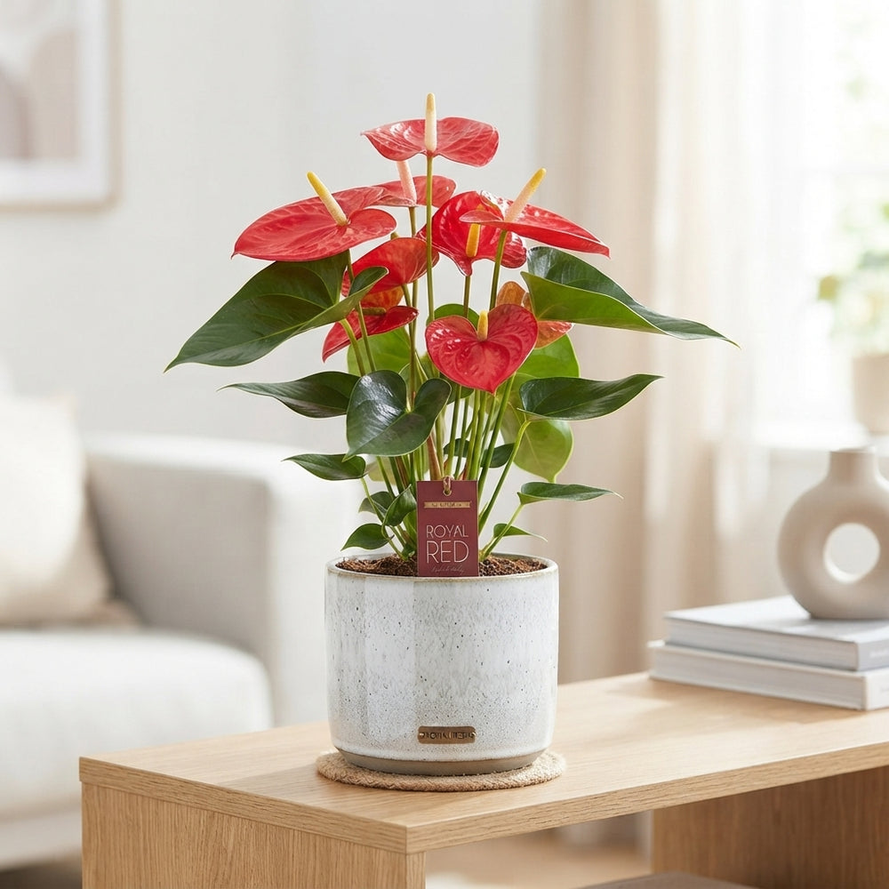 Anthurium Flowering Houseplant – 12cm Pot, 45cm High