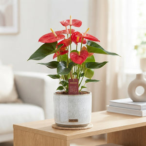 Anthurium Flowering Houseplant – 12cm Pot, 45cm High
