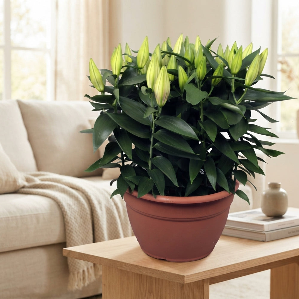 Oriental Lily Plant (Lilium) – 35cm Pot