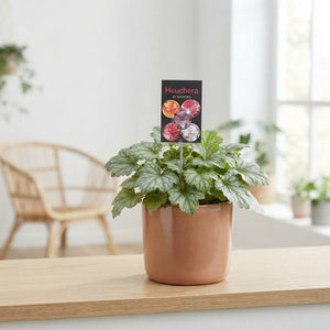 Heuchera 'Paris' – 15cm Pot