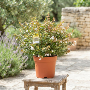 Glossy Abelia (Abelia × grandiflora) – 19cm Pot