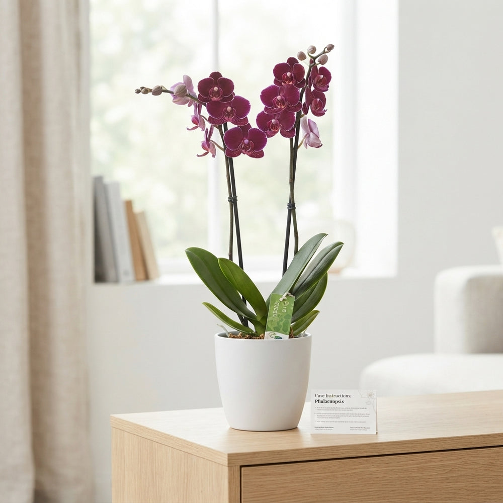 Purple Phalaenopsis Orchid – 12cm Pot, 75cm Tall