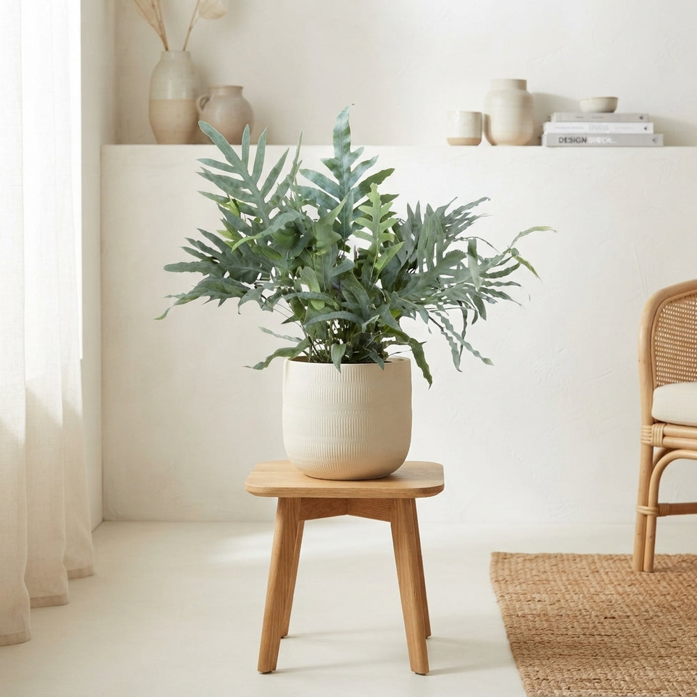 Blue Star Fern (Phlebodium) – 17cm Pot