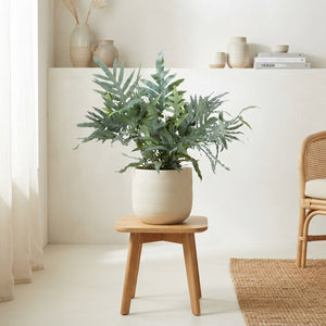 Blue Star Fern (Phlebodium) – 17cm Pot