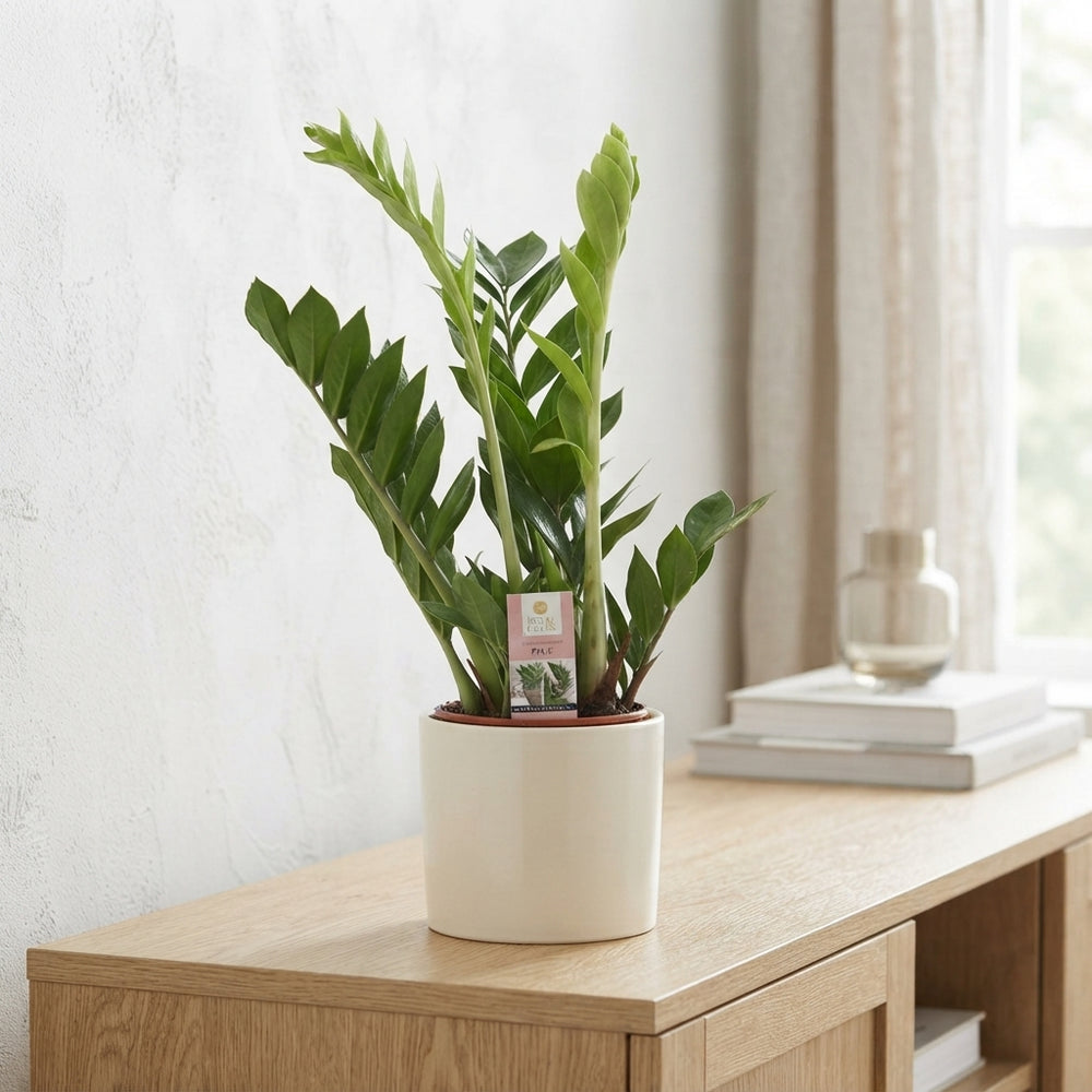 ZZ Plant ‘Raven’ (Zamioculcas zamiifolia) – 17cm Pot