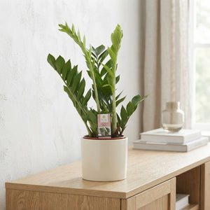 ZZ Plant ‘Raven’ (Zamioculcas zamiifolia) – 17cm Pot