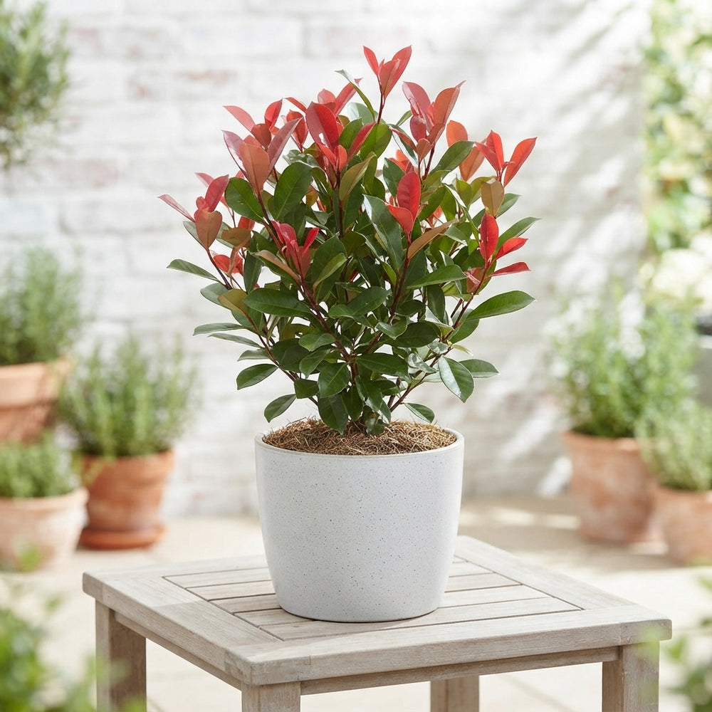 Photinia 'Little Red Robin' – 17cm Pot, 50cm High