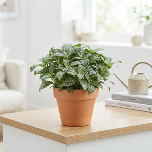 White Tiger Fittonia (Fittonia) – 8.5cm Pot