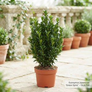 Green Spire Euonymus (Euonymus japonicus) – 13cm Pot