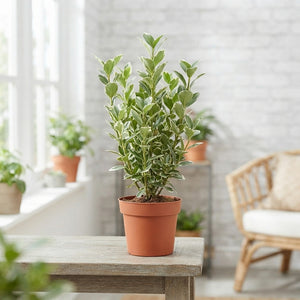 Japanese Spindle Tree (Euonymus japonicus) – 13cm Pot
