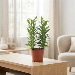 Lil’ Lo Asiatic Lily – 19cm Pot, 52cm High