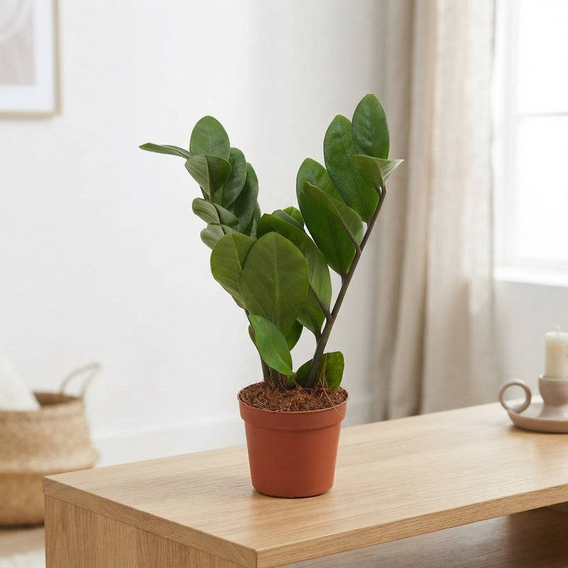 Zenzi ZZ Plant (Zamioculcas zamiifolia) – 5.5cm Pot