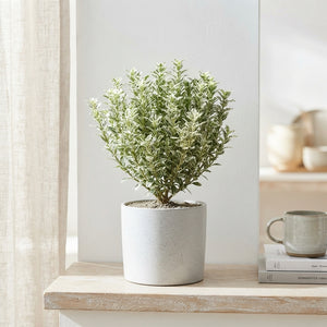 Variegated Japanese Spindle Tree (Euonymus japonicus) – 13cm Pot