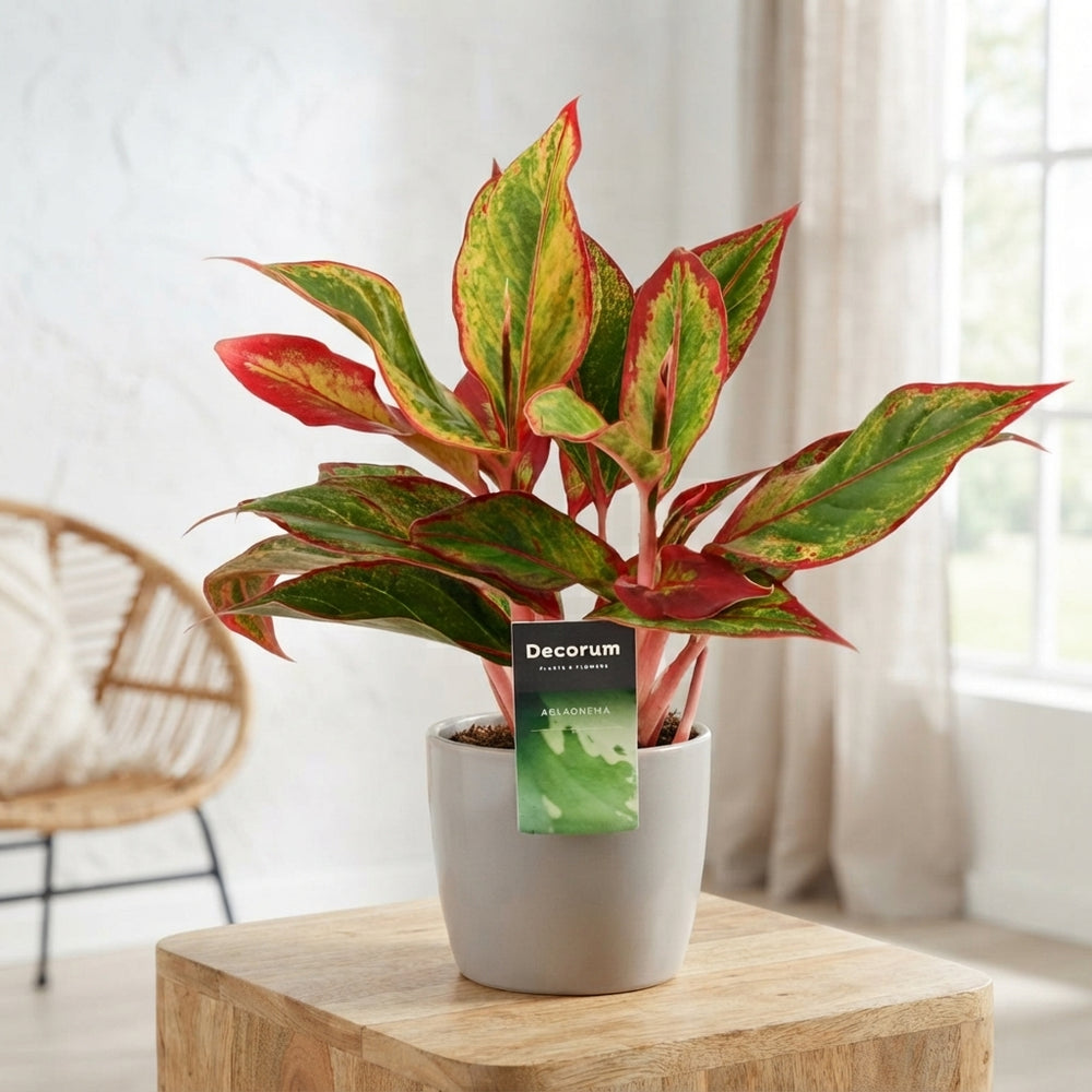 Aglaonema Red Fire (Chinese Evergreen) – 12cm Pot