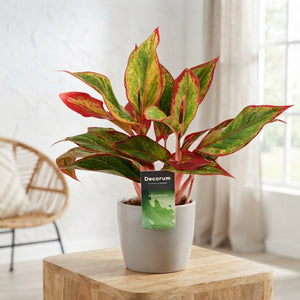 Aglaonema Red Fire (Chinese Evergreen) – 12cm Pot