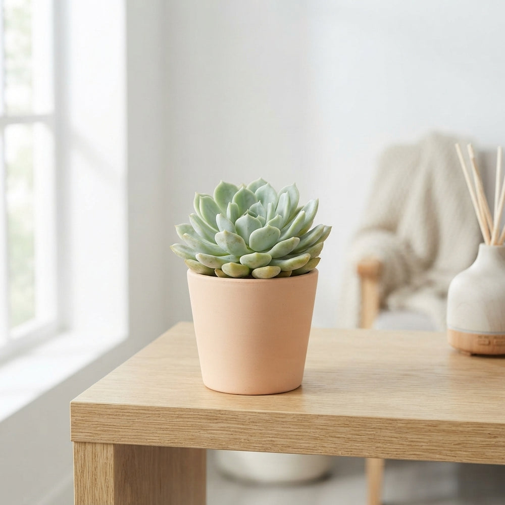 Echeveria ‘Baena’ – 5.5cm Pot