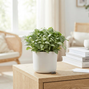 Fittonia 'White Forest Flame' – 8.5cm Pot