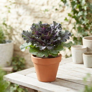 Mixed Ornamental Brassica – 13cm Pot