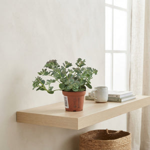 Siebold’s Stonecrop (Sedum sieboldii) – 8.5cm Pot