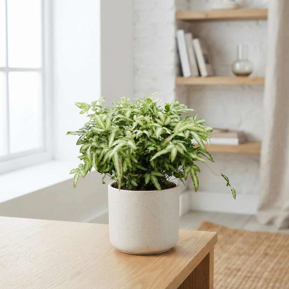 Silver Ribbon Fern (Pteris albolineata) – 7cm Pot