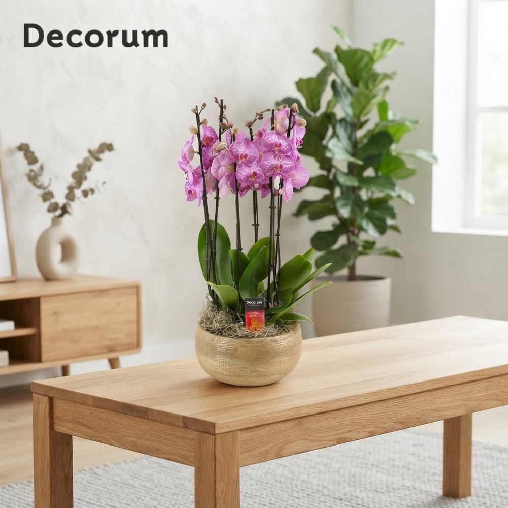 Mixed Phalaenopsis Orchid Collection – 27cm Pot
