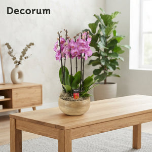 Mixed Phalaenopsis Orchid Collection – 27cm Pot