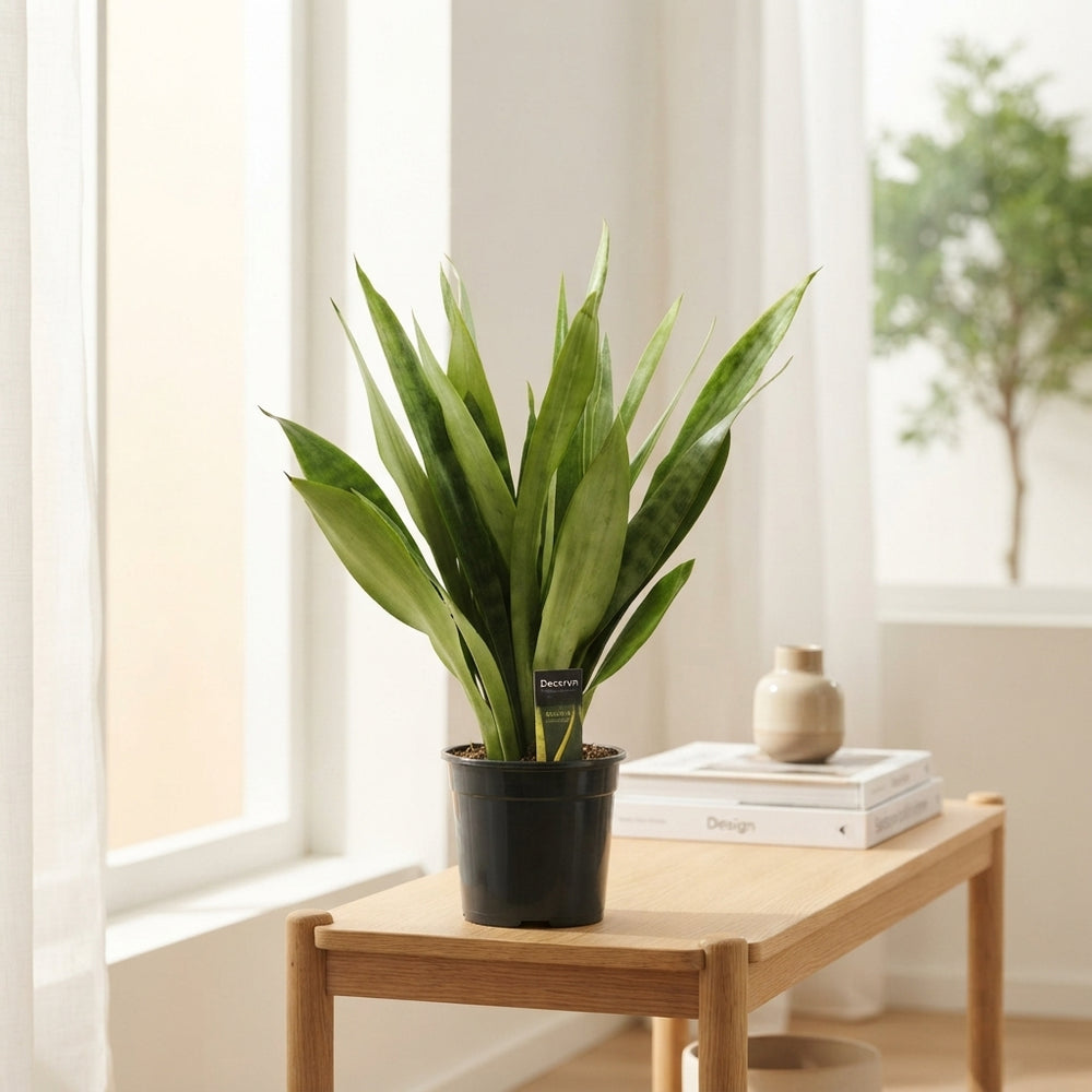 Snake Plant (Sansevieria aubrytiana) – 19cm Pot