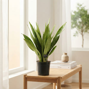 Snake Plant (Sansevieria aubrytiana) – 19cm Pot