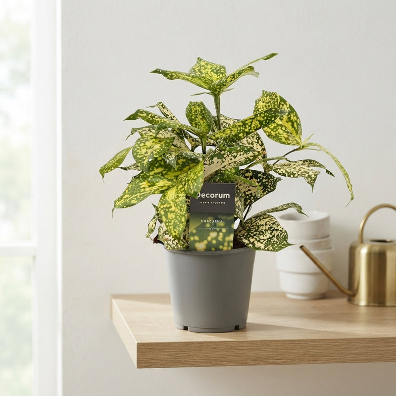 Dracaena Godseffiana ‘Decorama’ – 12cm Pot
