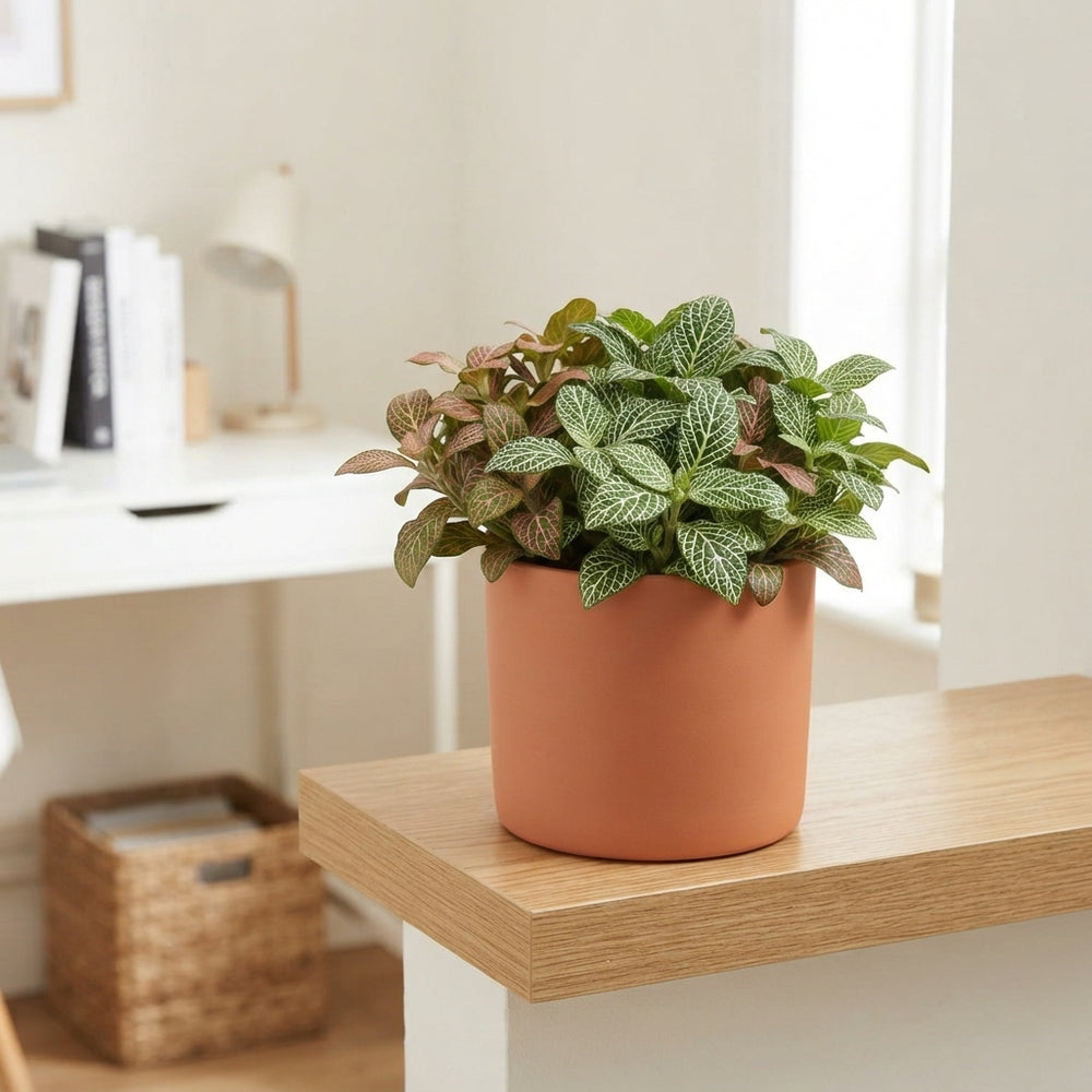 Mixed Fittonia Nerve Plant – 8.5cm Pot