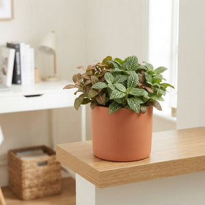 Mixed Fittonia Nerve Plant – 8.5cm Pot