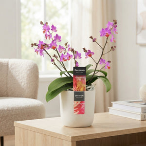 Purple Phalaenopsis Orchid – 12cm Pot, 30cm High