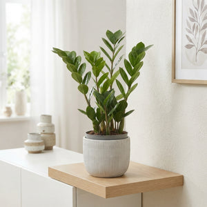 Zamioculcas ‘Lima’ – 10.5cm Pot, 30cm High