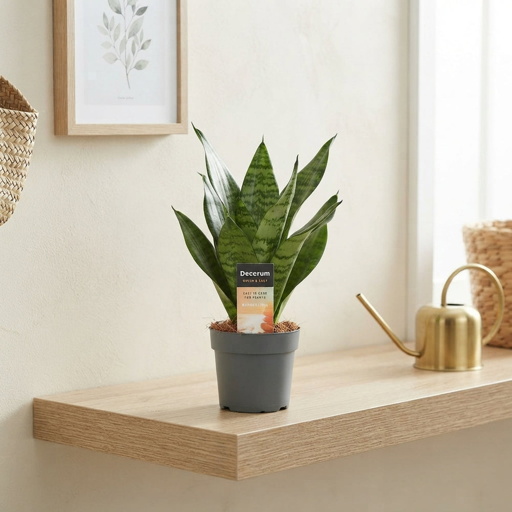 Long-Leaf Snake Plant (Sansevieria trifasciata) – 12cm Pot