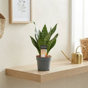 Long-Leaf Snake Plant (Sansevieria trifasciata) – 12cm Pot