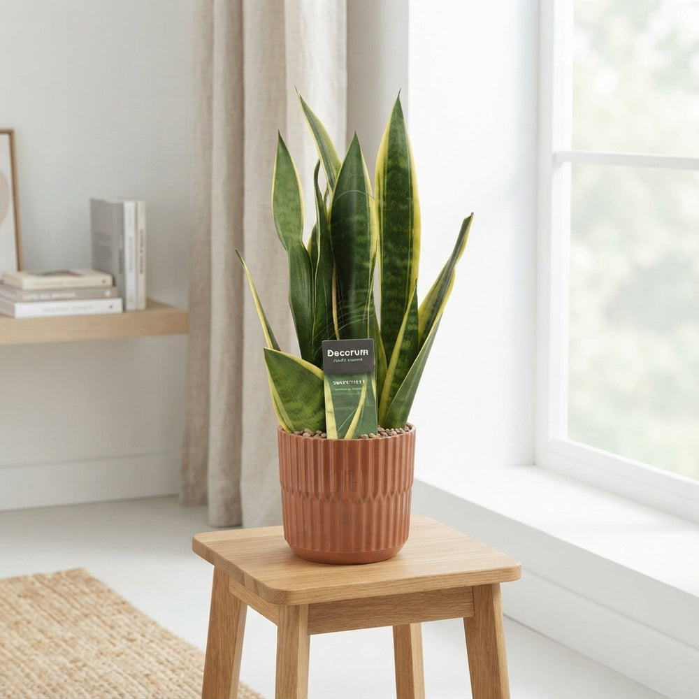 Green Houseplant Mix – 12cm Pot, Approx. 35cm High