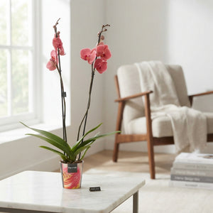 Mixed Phalaenopsis Orchid – 12cm Pot, 65cm