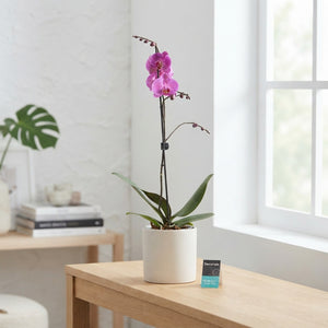 Mixed Phalaenopsis Orchid – 12cm Pot, 75cm Height