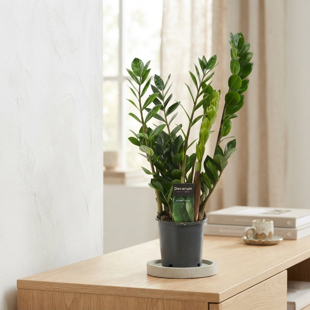Zamioculcas ‘Lima’ (ZZ Plant) – 12cm Pot, 50cm