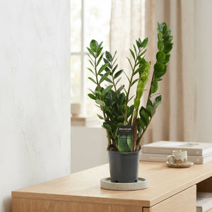 Zamioculcas ‘Lima’ (ZZ Plant) – 12cm Pot, 50cm