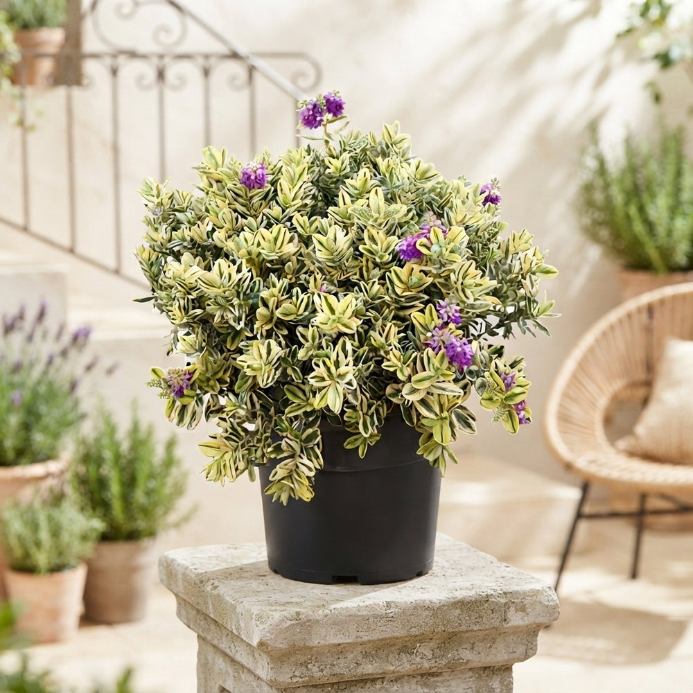 Variegated Hebe – 26cm Pot, 45cm High